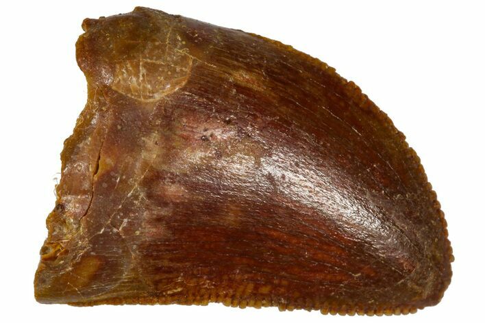 Serrated, Baby Carcharodontosaurus Tooth - Morocco #361031
